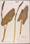 000003190-thumbnail.jpg