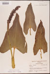 000003191-thumbnail.jpg