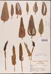 Pontederia