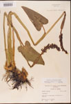 000003195-thumbnail.jpg