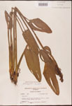 Pontederia