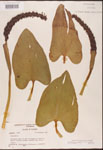 Pontederia