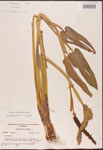 000003198-thumbnail.jpg