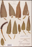 Pontederia