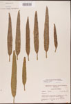 Pontederia