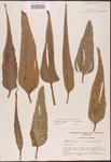 Pontederia