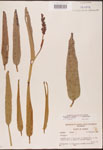 000003202-thumbnail.jpg