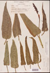 Pontederia
