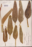 000003204-thumbnail.jpg