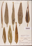 Pontederia