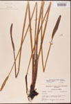 Pontederia