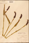 000003212-thumbnail.jpg