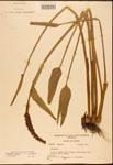 Pontederia