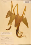 000003217-thumbnail.jpg