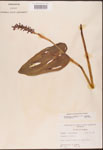 000003225-thumbnail.jpg