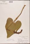 Pontederia