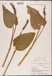 Pontederia