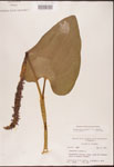000003228-thumbnail.jpg