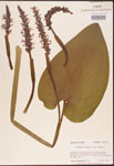 000003229-thumbnail.jpg