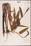 000003233-thumbnail.jpg