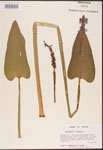 000003234-thumbnail.jpg