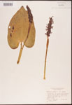 000003235-thumbnail.jpg