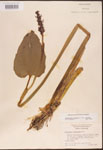 000003236-thumbnail.jpg