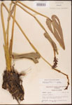 000003239-thumbnail.jpg