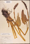 000003243-thumbnail.jpg
