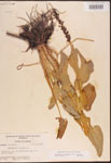000003244-thumbnail.jpg