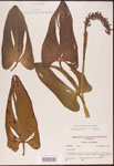000003245-thumbnail.jpg
