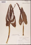000003246-thumbnail.jpg