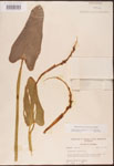000003248-thumbnail.jpg