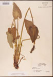000003249-thumbnail.jpg