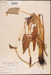 000003250-thumbnail.jpg