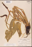 000003251-thumbnail.jpg