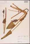 000003252-thumbnail.jpg