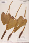 000003255-thumbnail.jpg