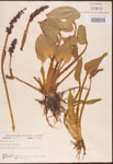 000003257-thumbnail.jpg