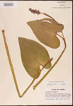 000003258-thumbnail.jpg