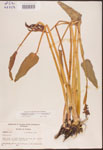 000003262-thumbnail.jpg