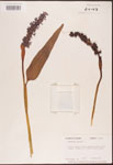 000003263-thumbnail.jpg