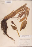 000003264-thumbnail.jpg