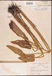 000003265-thumbnail.jpg