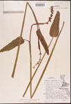 000003266-thumbnail.jpg