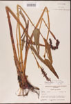 Pontederia
