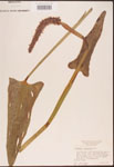 000003276-thumbnail.jpg