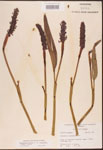 Pontederia