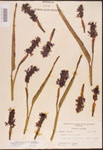Pontederia