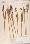 000003288-thumbnail.jpg